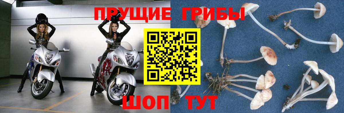 Ярцево  Галлюциногенные грибы Cubensis  Вход с VPN 